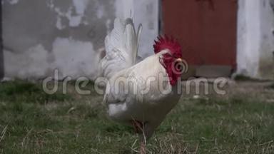 白公鸡带着鸡在农家院，动物们在农家院里徜徉..
